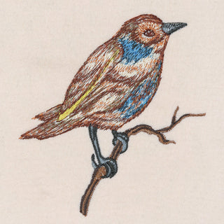 Bluethroat Flycatcher Songbird