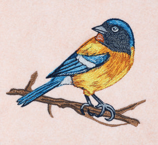 Yellow Tanager Songbird