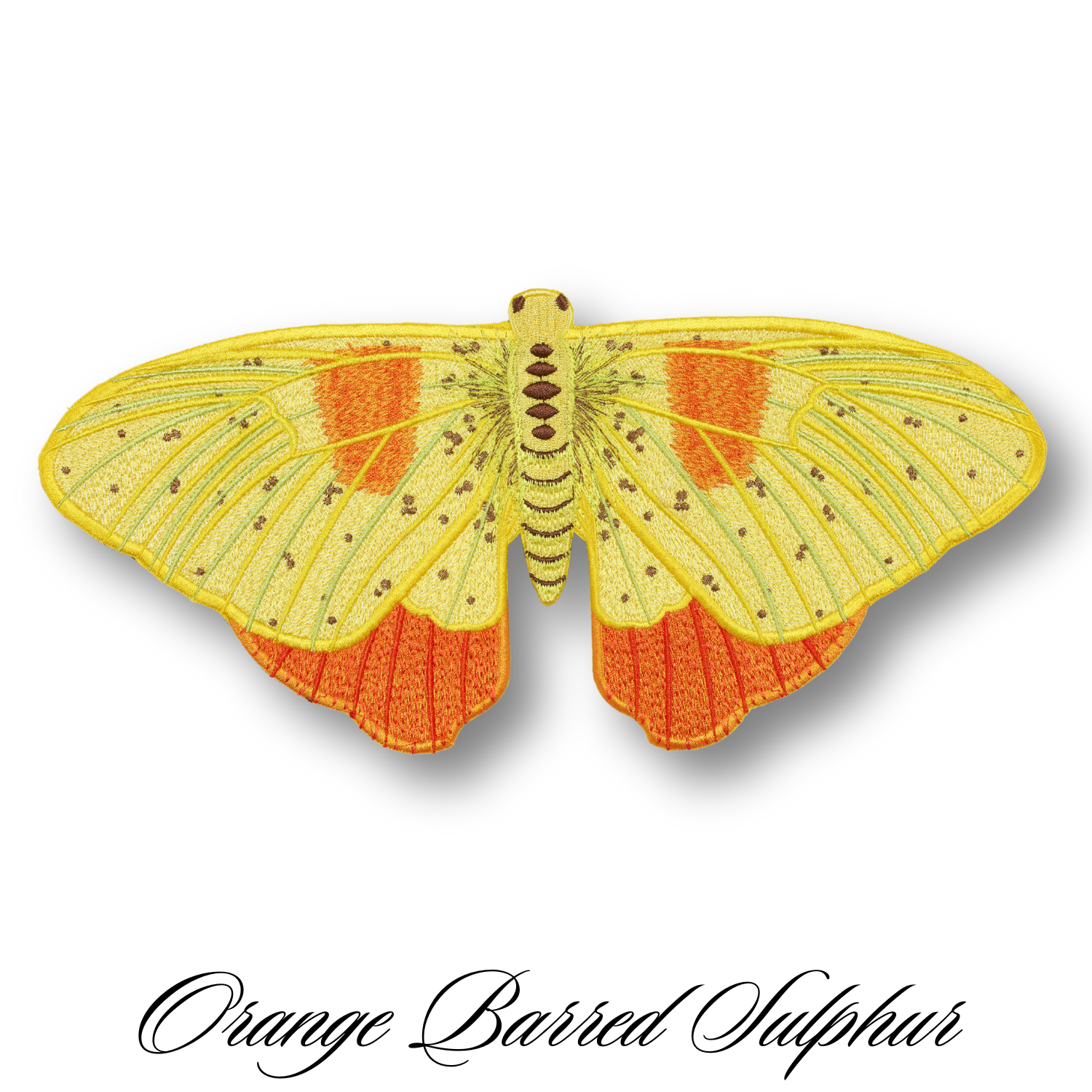 Orange Barred Sulfur Butterfly