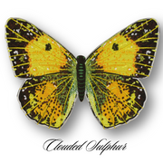 Clouded Sulfur Butterfly