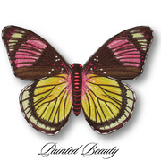 Painted Beauty Butterfly #80- Acrylic Mount