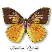 Southern Dogface Butterfly