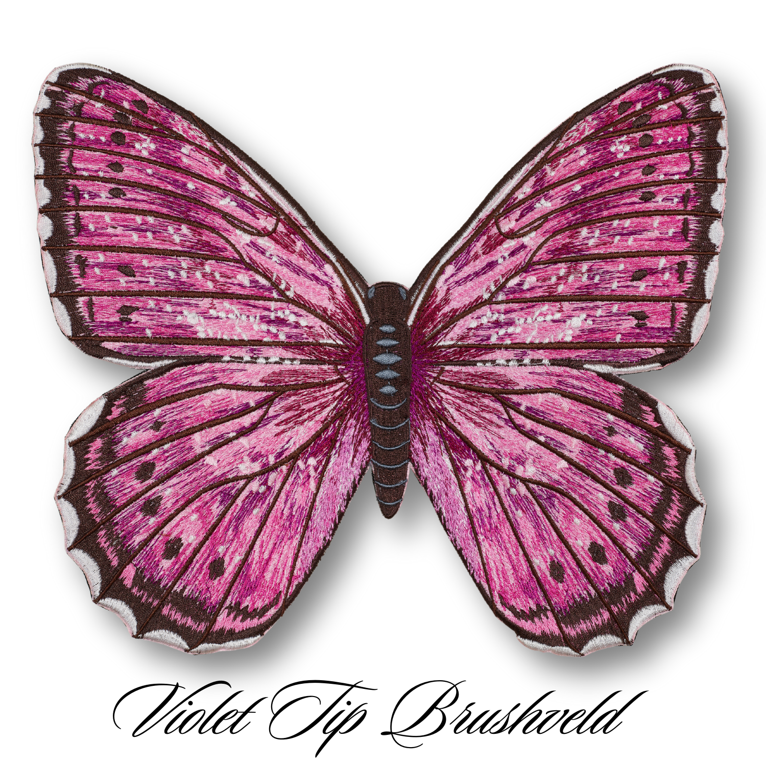 Violet Tip Brushveld Butterfly #33- Acrylic Mount