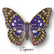 Emperor Butterfly