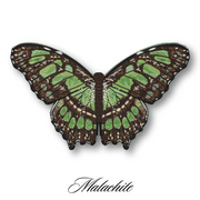 Malachite Butterfly