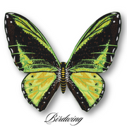 Green Birdwing Butterfly #17- Acrylic Mount