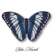 Blue Nowab Butterfly
