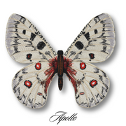 Apollo Butterfly