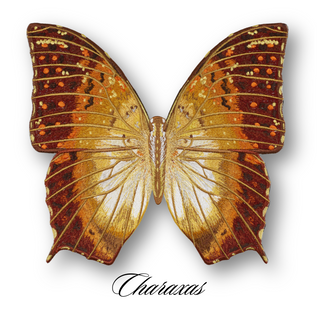 Butterfly Studies Pre-Order