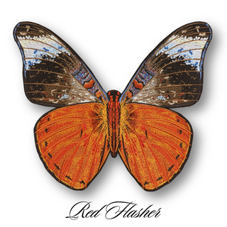 Butterfly Studies Pre-Order