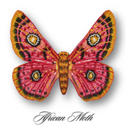 African Moth Butterfly