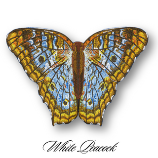 Butterfly Studies Pre-Order