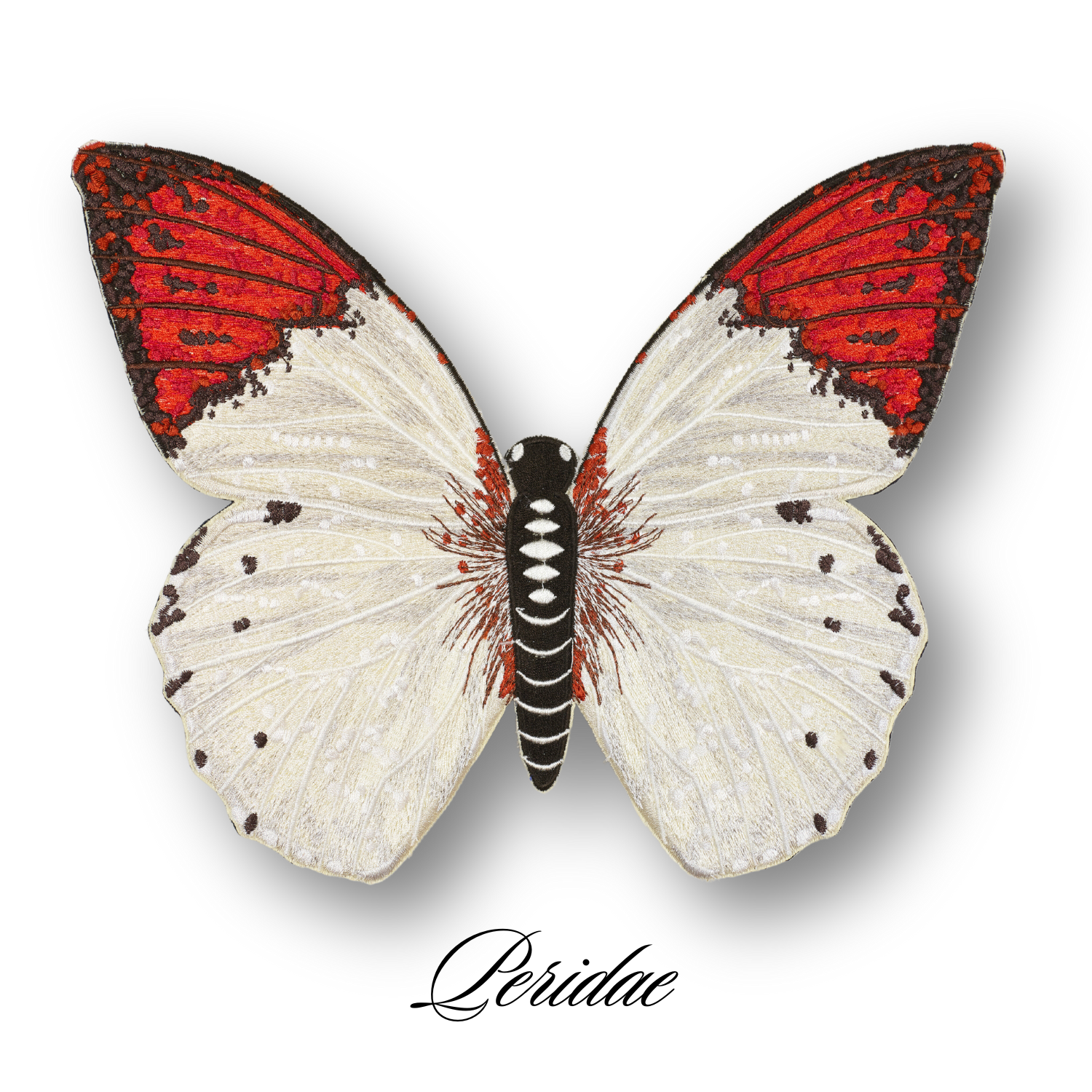 Pieridae Butterfly #46- Acrylic Mount