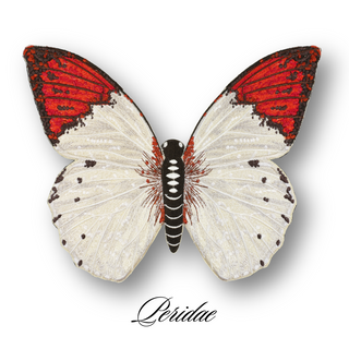 Butterfly Studies Pre-Order