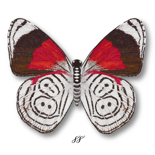 Butterfly Studies Pre-Order