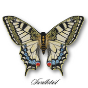 Swallowtail Butterfly