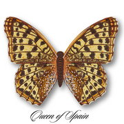 Queen of Spain #20- Acrylic Mount