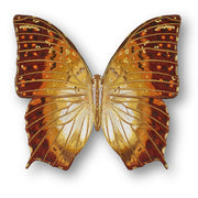 Charaxas Butterfly #107- Acrylic Mount