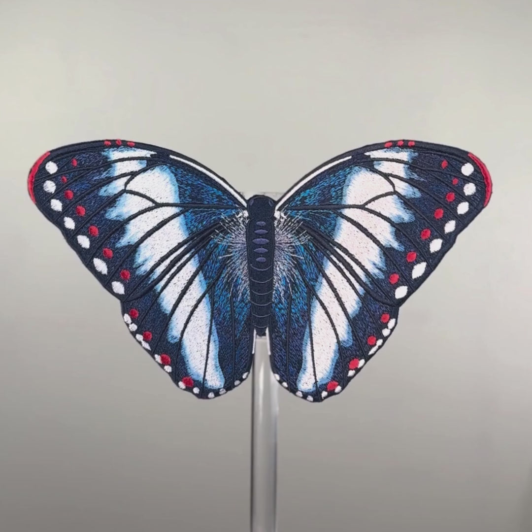 Load video: Blue Nowab Butterfly