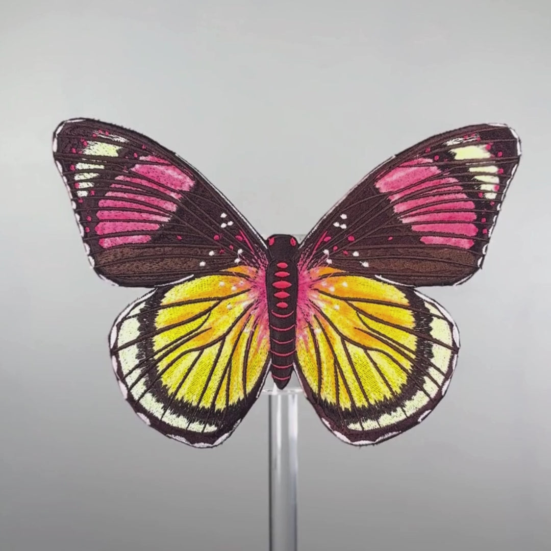 Load video: Painted Beauty Butterfly
