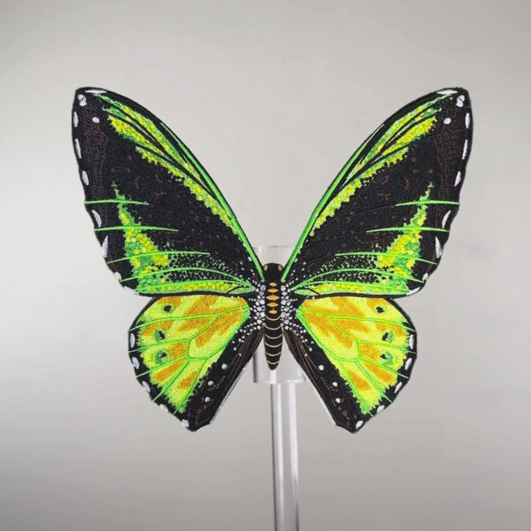 Load video: Green Birdwing Butterfly