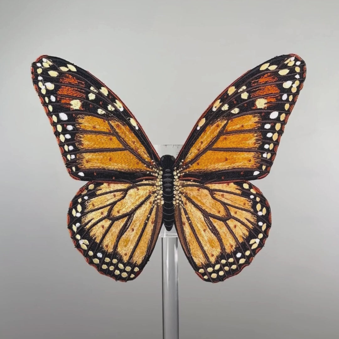 Load video: Monarch Butterfly
