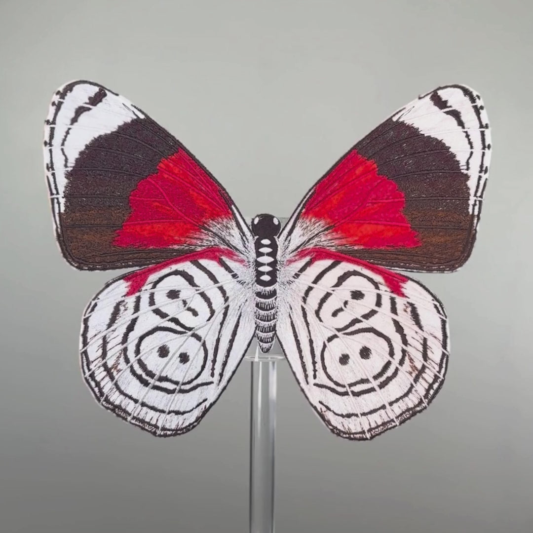 Load video: 88 Butterfly