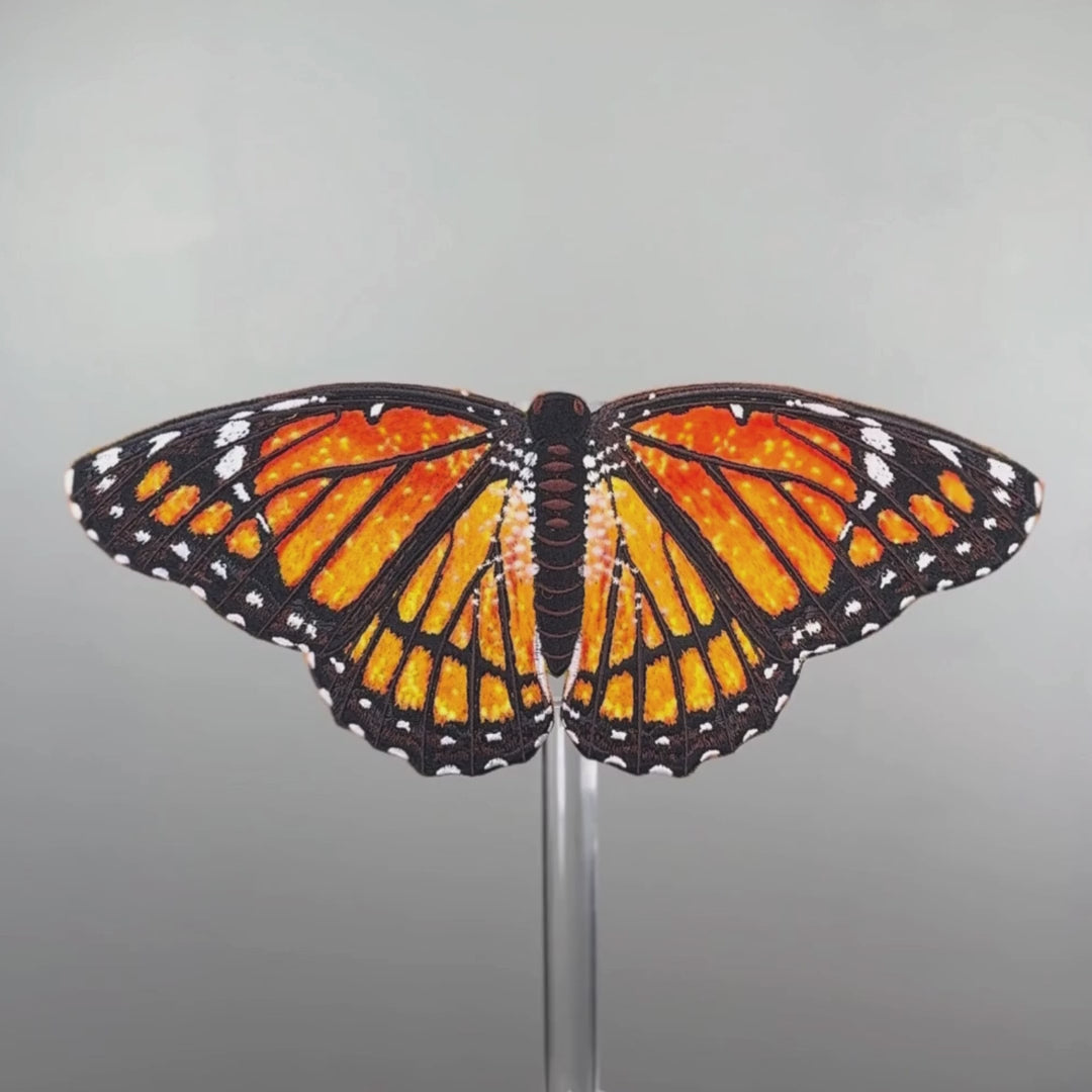 Load video: Viceroy Butterfly