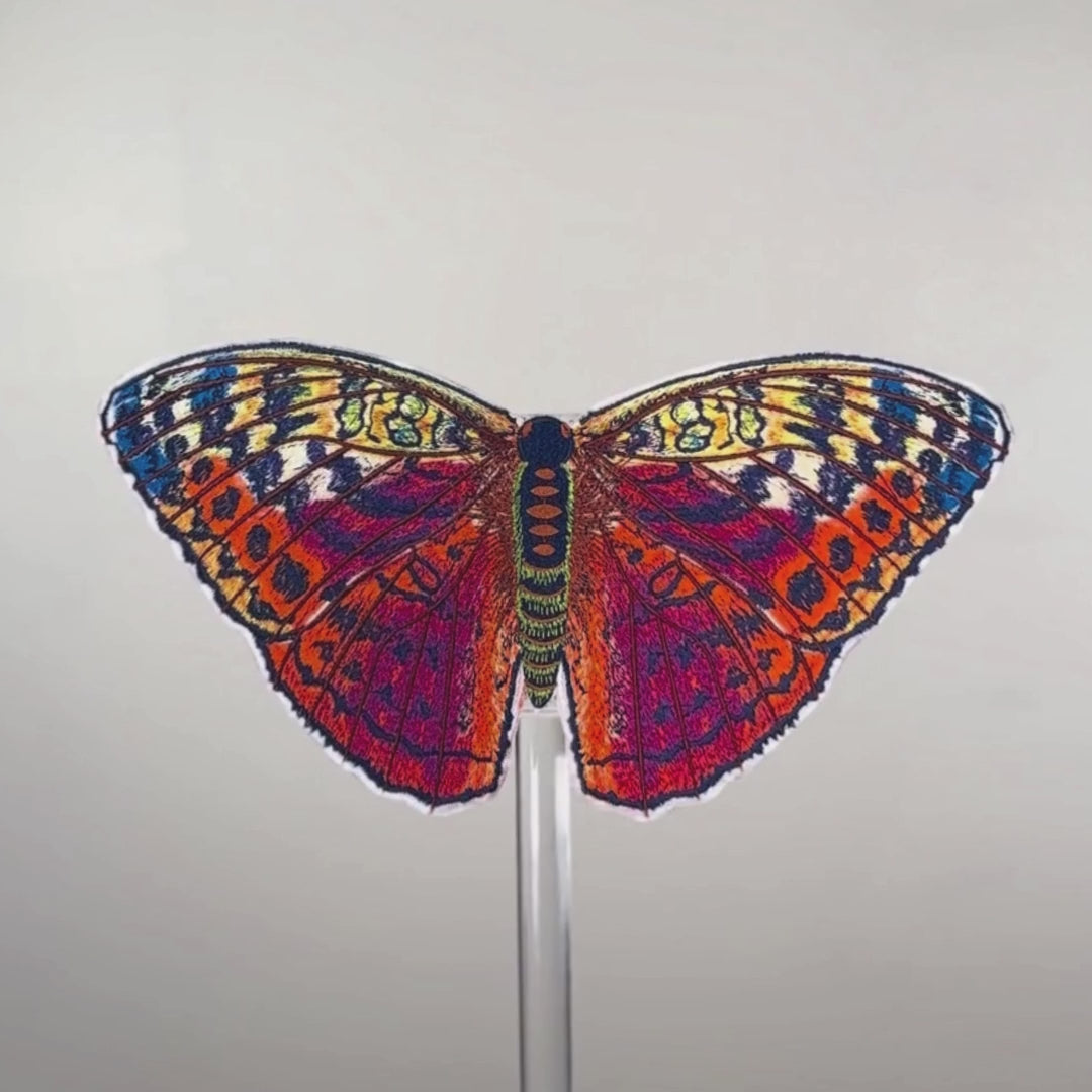 Load video: Forrester Butterfly