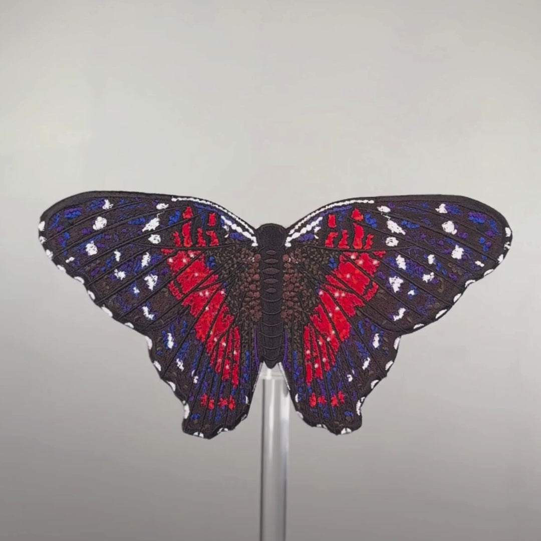Load video: Scarlet Peacock Butterfly
