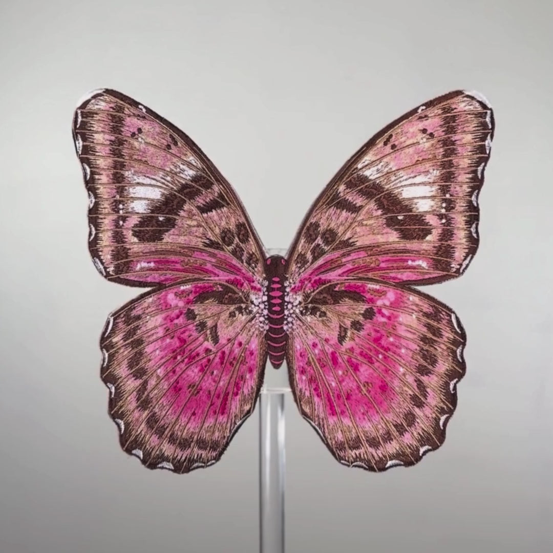 Load video: Pink Forrester Butterfly