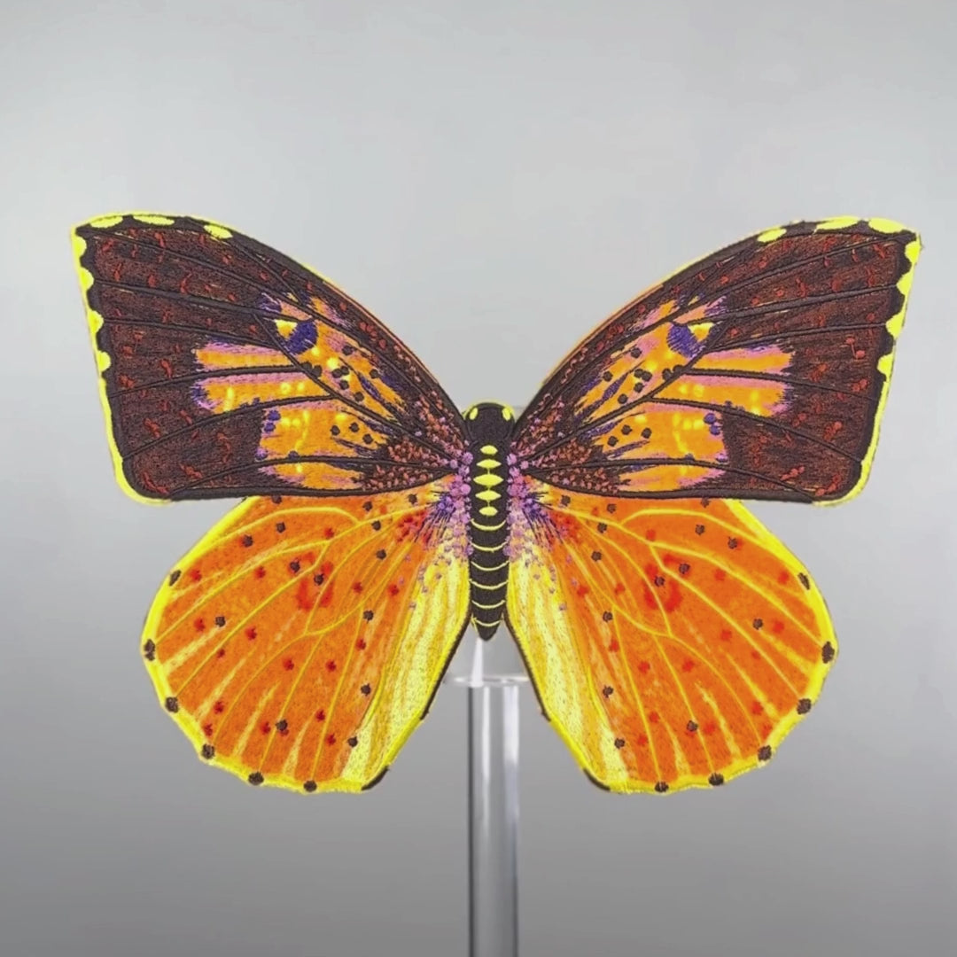 Load video: Southern Dogface Butterfly