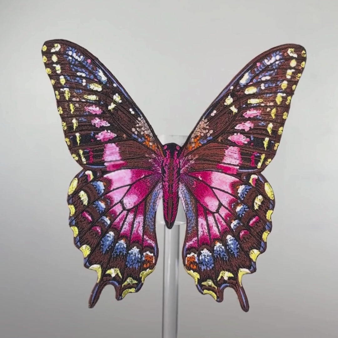 Load video: Purple Swallowtail Butterfly