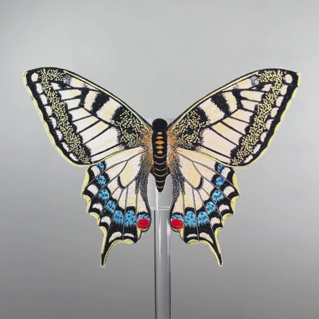 Load video: Swallowtail Butterfly
