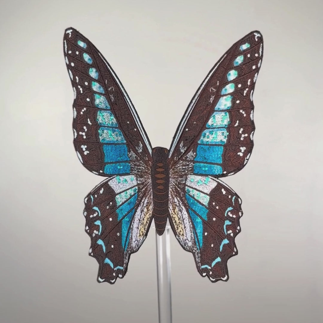 Load video: Blue Bottle Butterfly