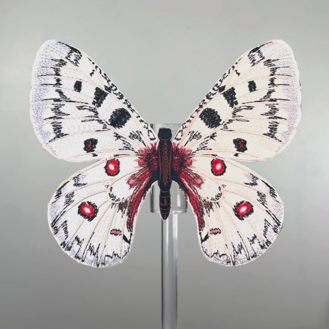 Load video: Apollo Butterfly