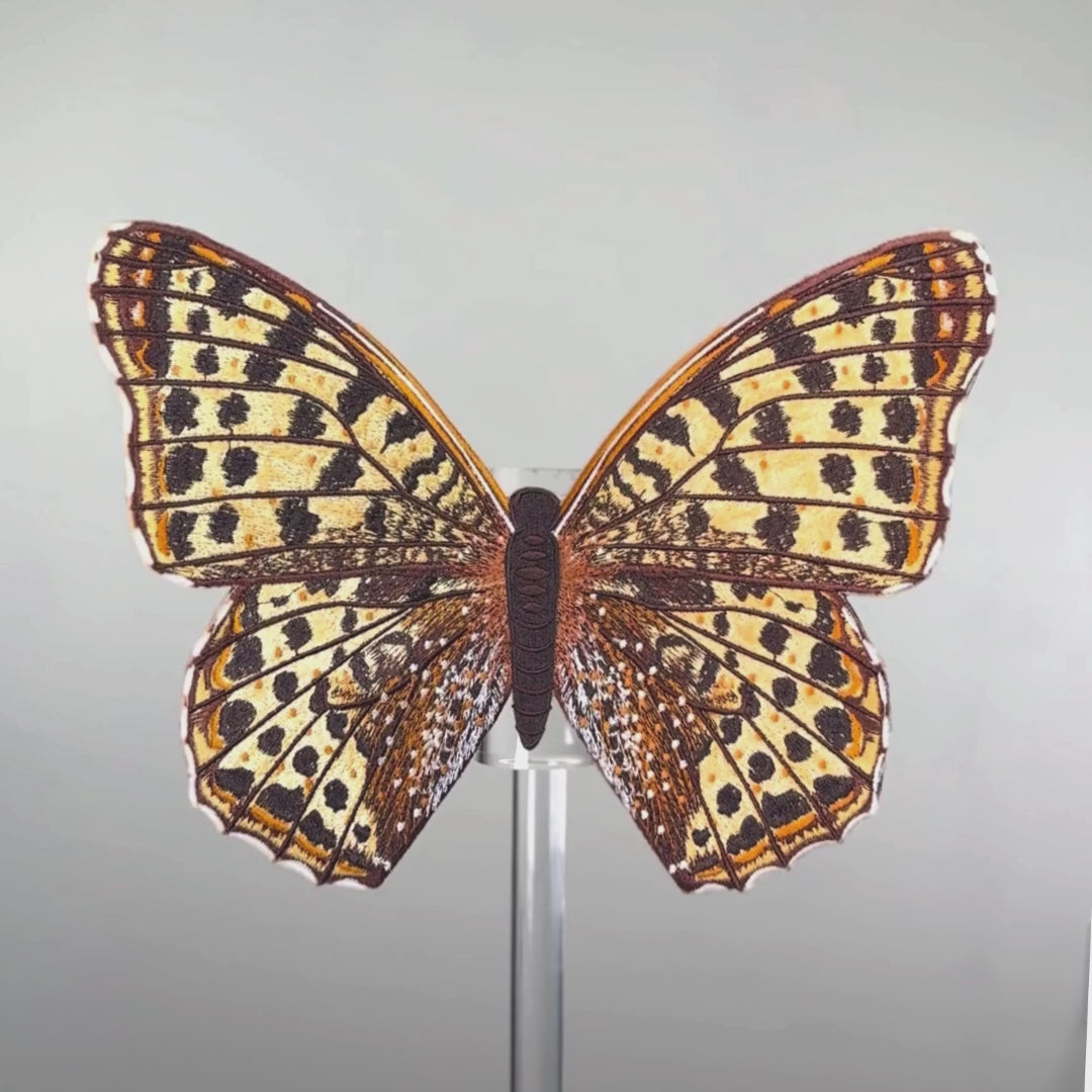 Load video: Queen of Spain Butterfly