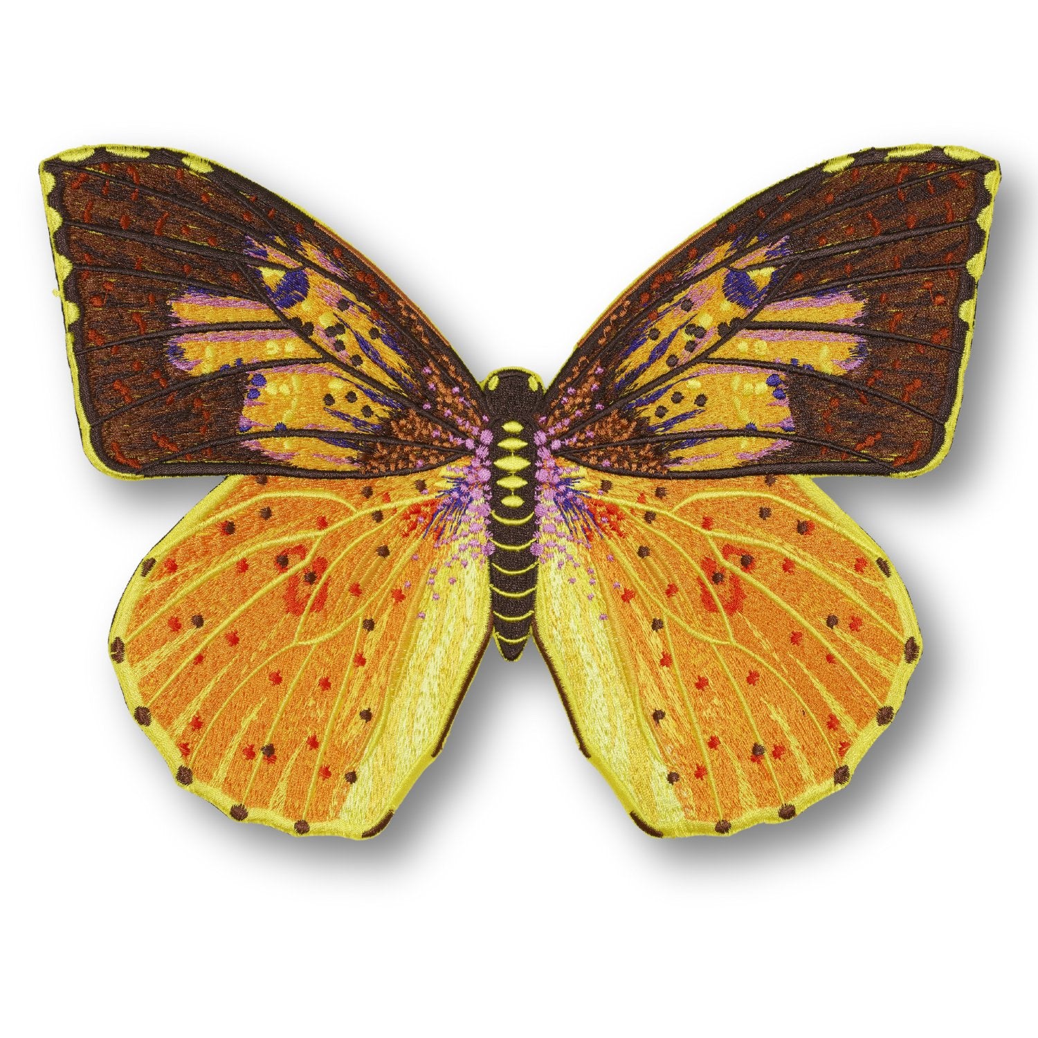 Southern Dogface Butterfly #77- Acrylic Mount
