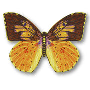 Southern Dogface Butterfly #77- Acrylic Mount