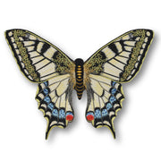 Swallowtail Butterfly #43- Acrylic Mount