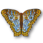 White Peacock Butterfly #115- Acrylic Mount