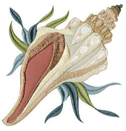 Conch Shell