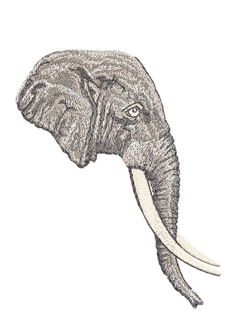 Elephant Head