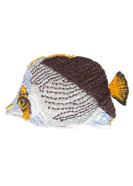 Hawaiian Butterflyfish