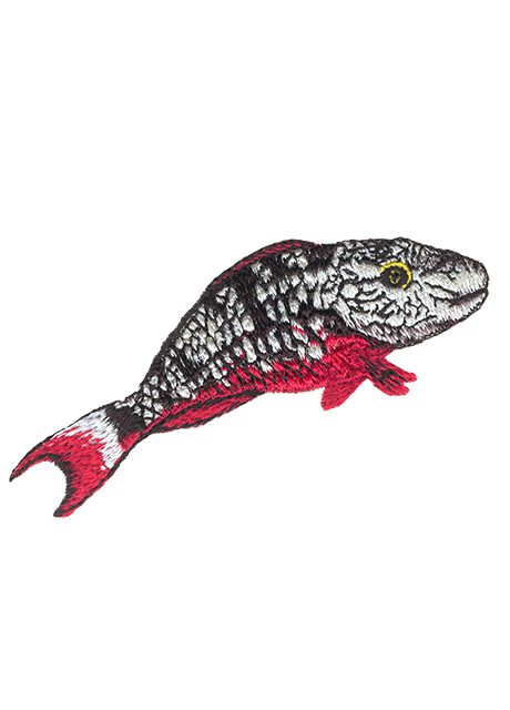 Stoplight Parrotfish